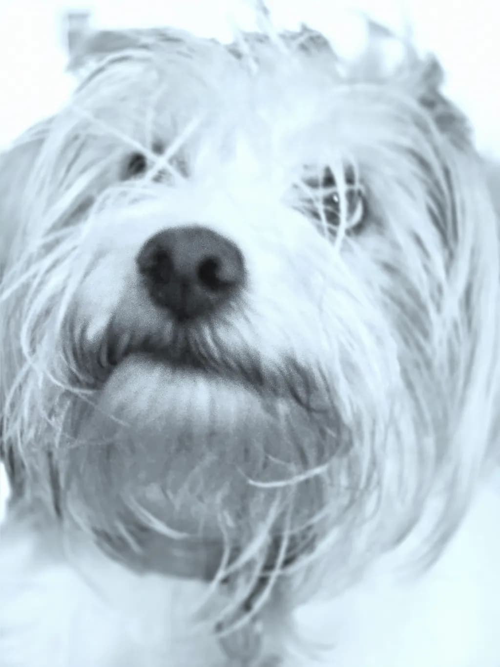 Portrait of a Dog
