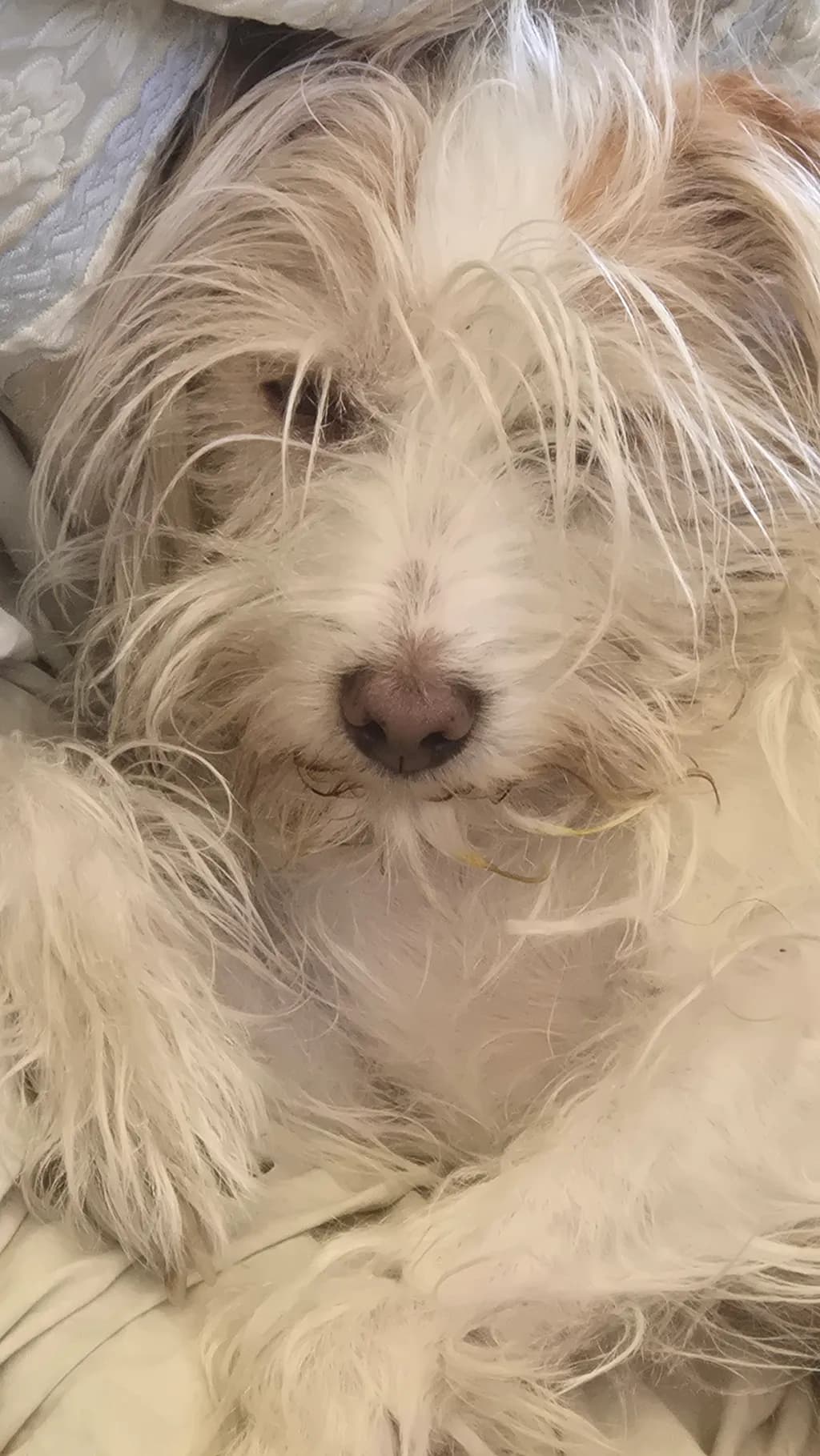 Fluffy Dog Closeup