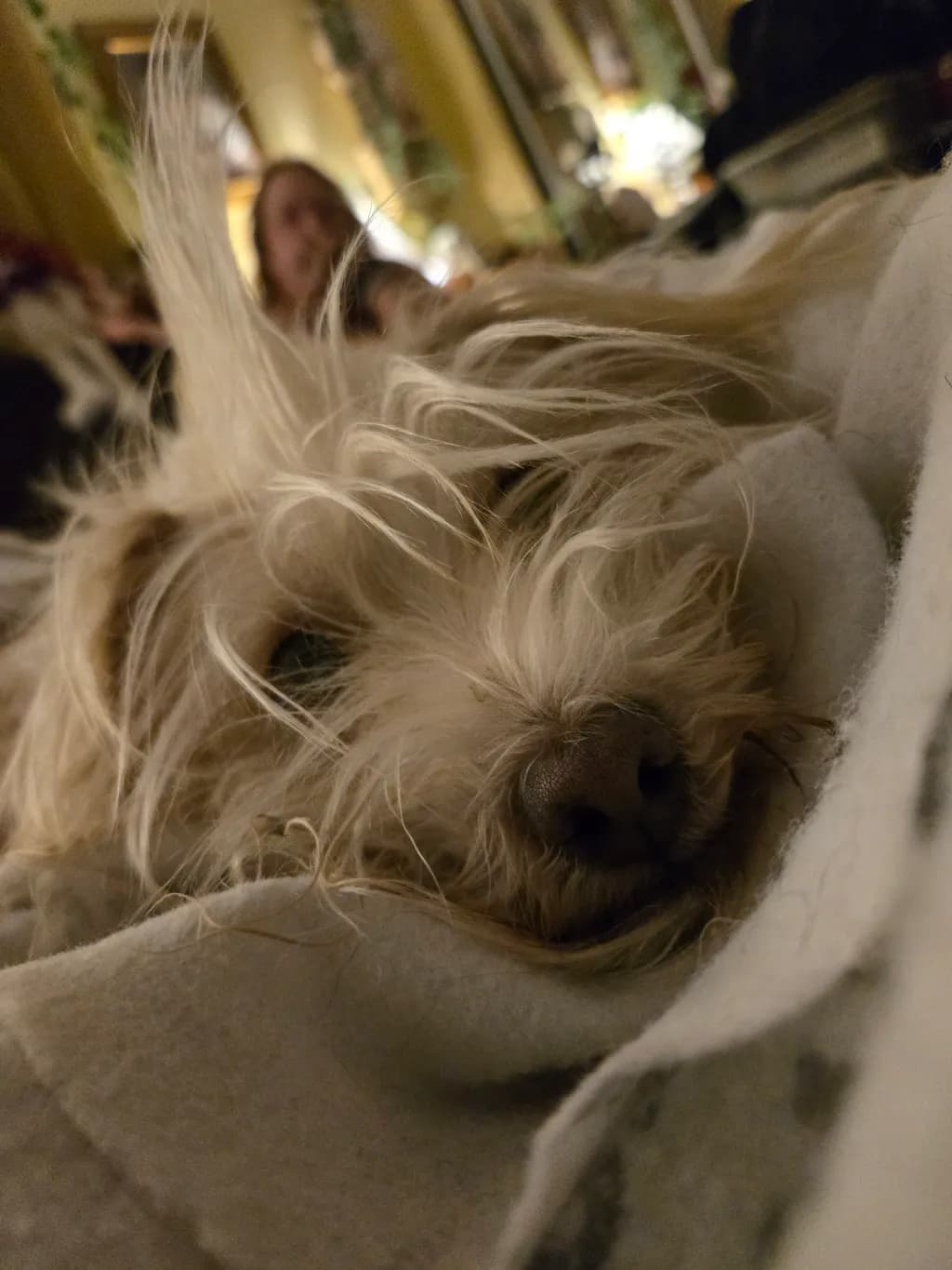 Cozy Dog Closeup