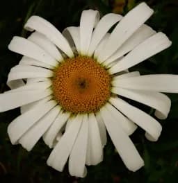 Daisy Delight