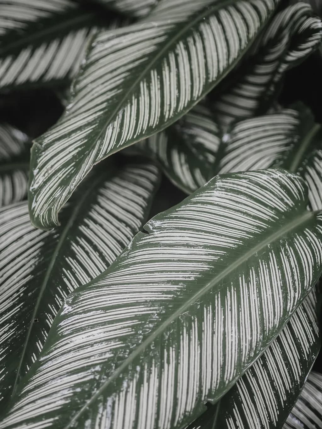 Striped Greenery