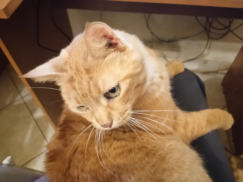 Curious Companion