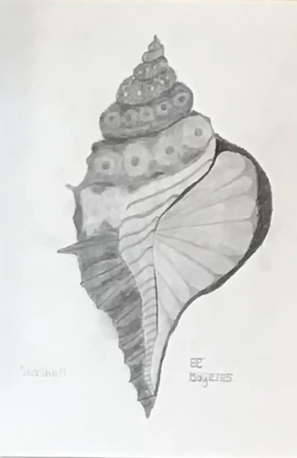 Seashell Study