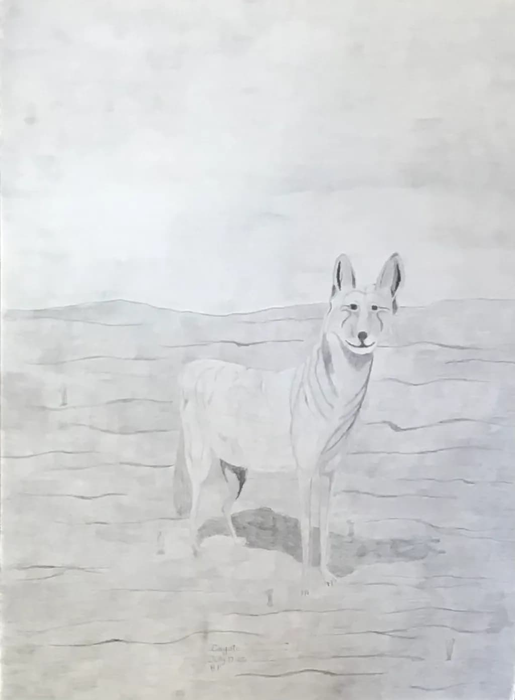 Coyote in Monochrome
