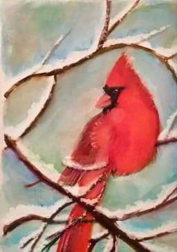 Cardinal on Snowy Branches