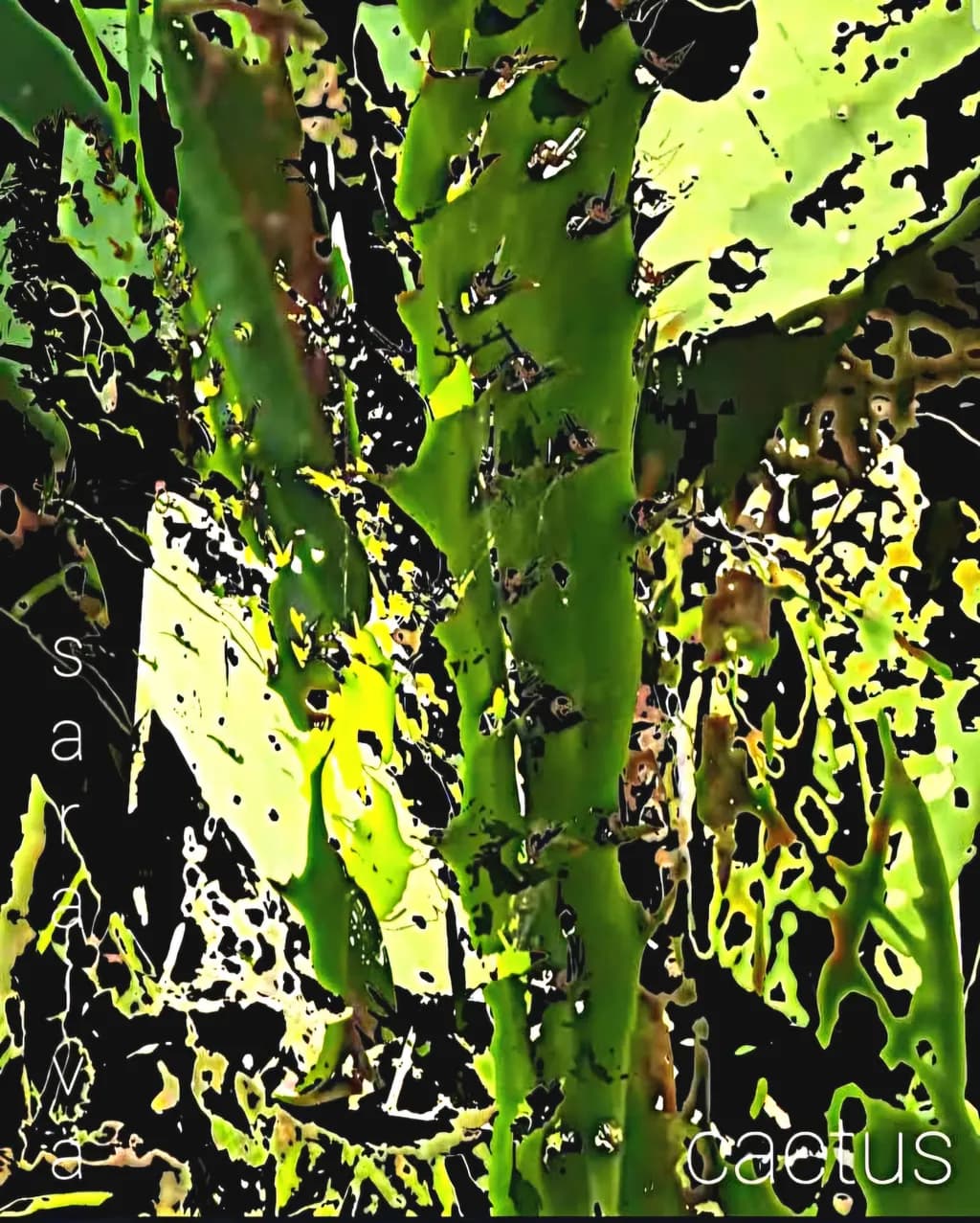 Cactus Essence