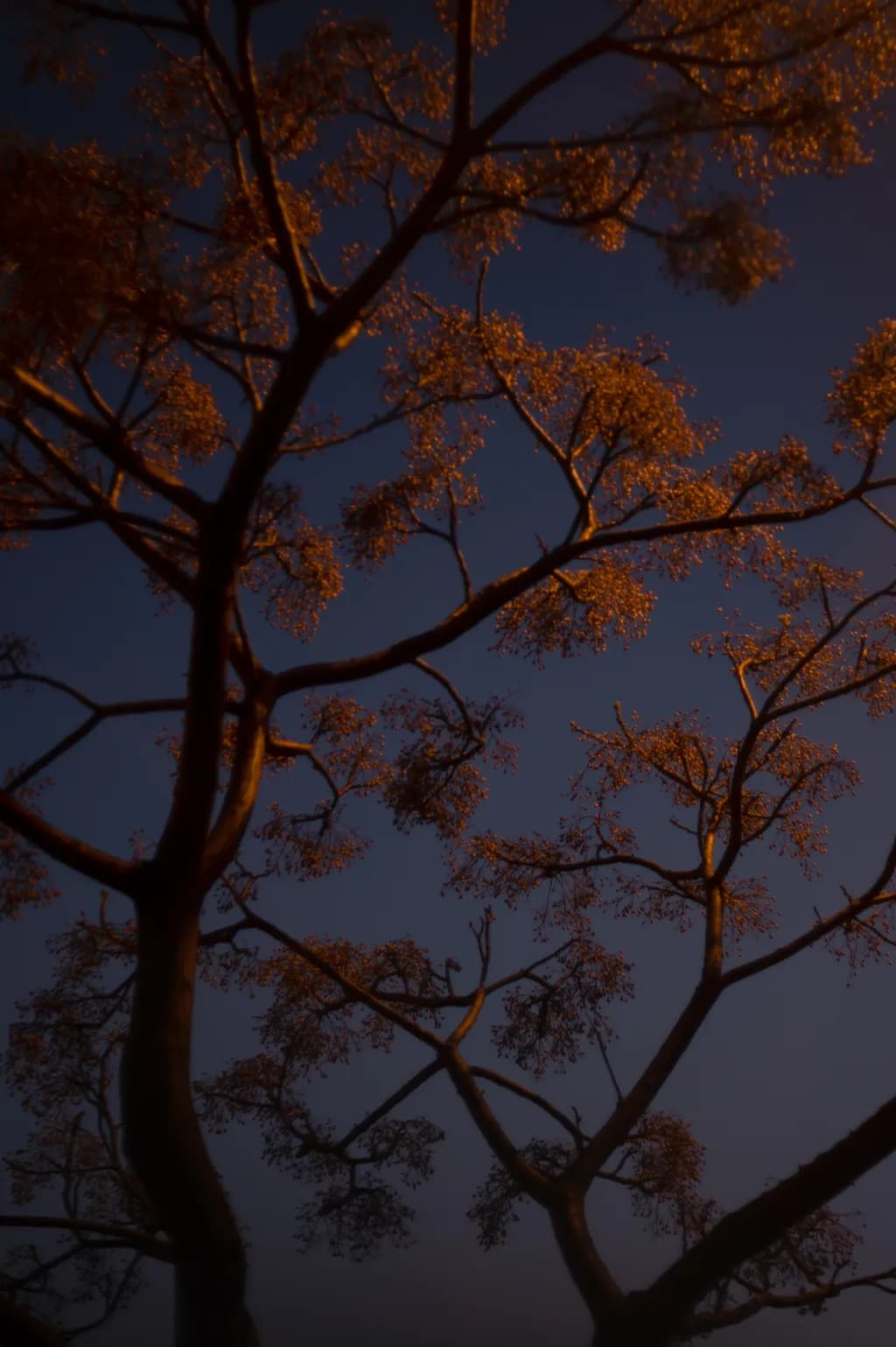 Twilight Canopy