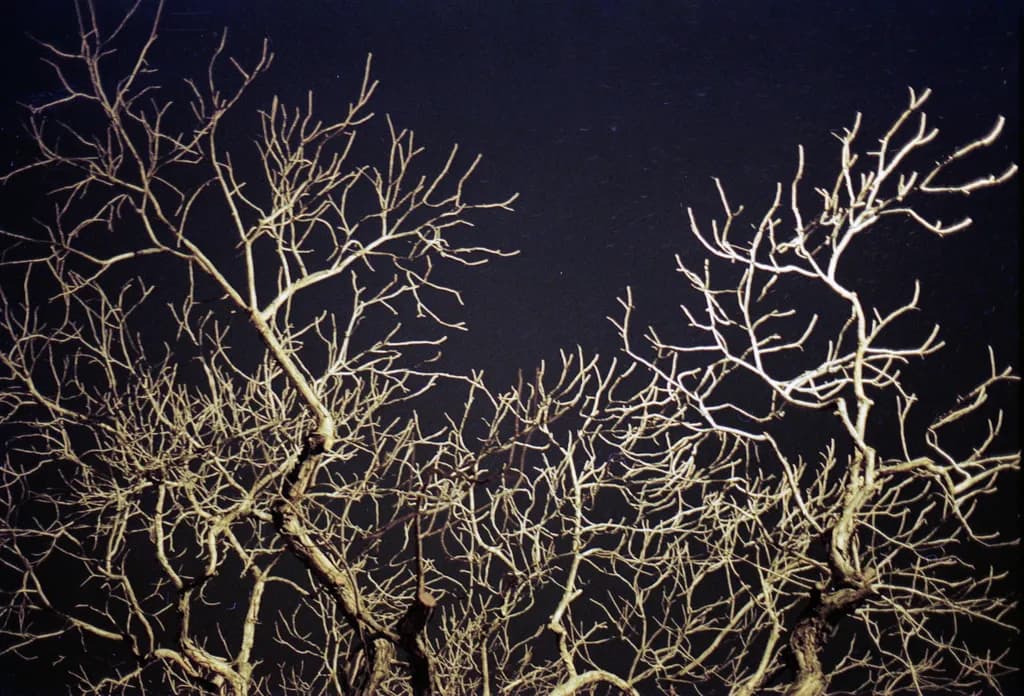 Twilight Branches