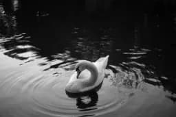 Swan Reflection