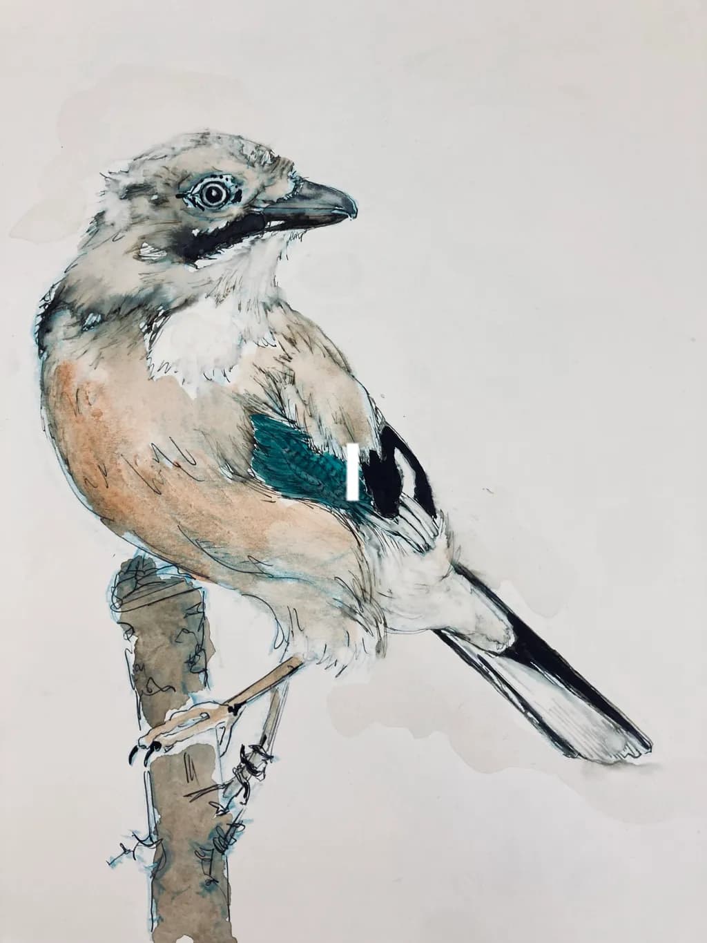 Jay Perched