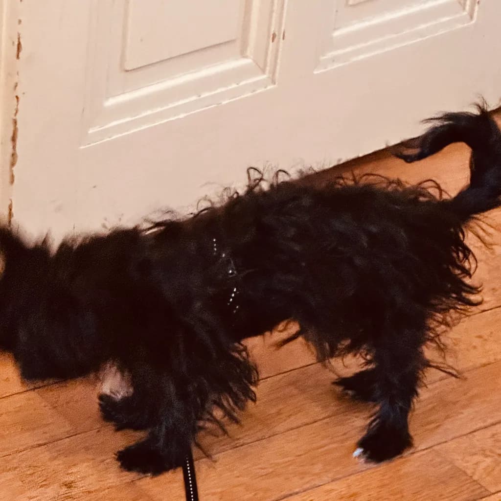 Black Dog on Wooden Floor