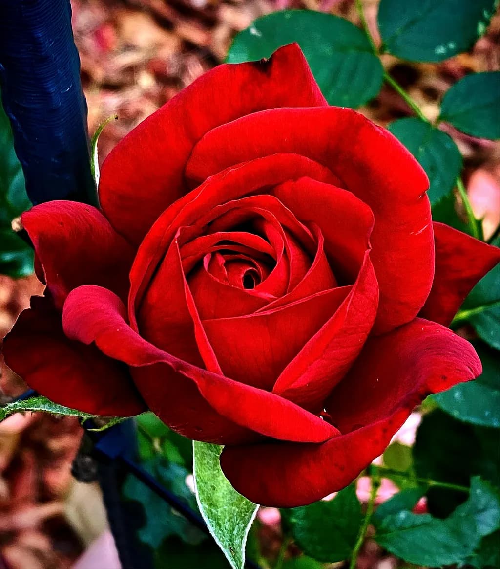 One Rose for You
