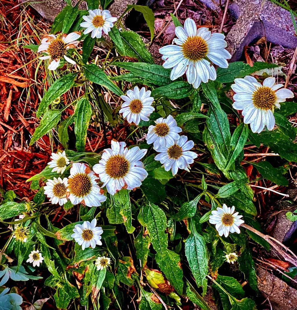 Daisies for You