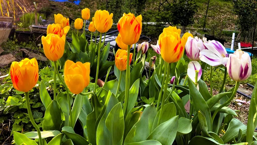 Spring Tulips
