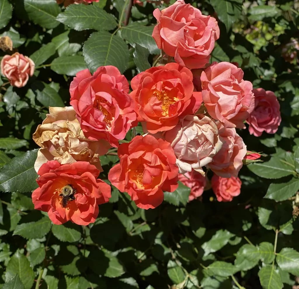 Coral Bloom Cluster