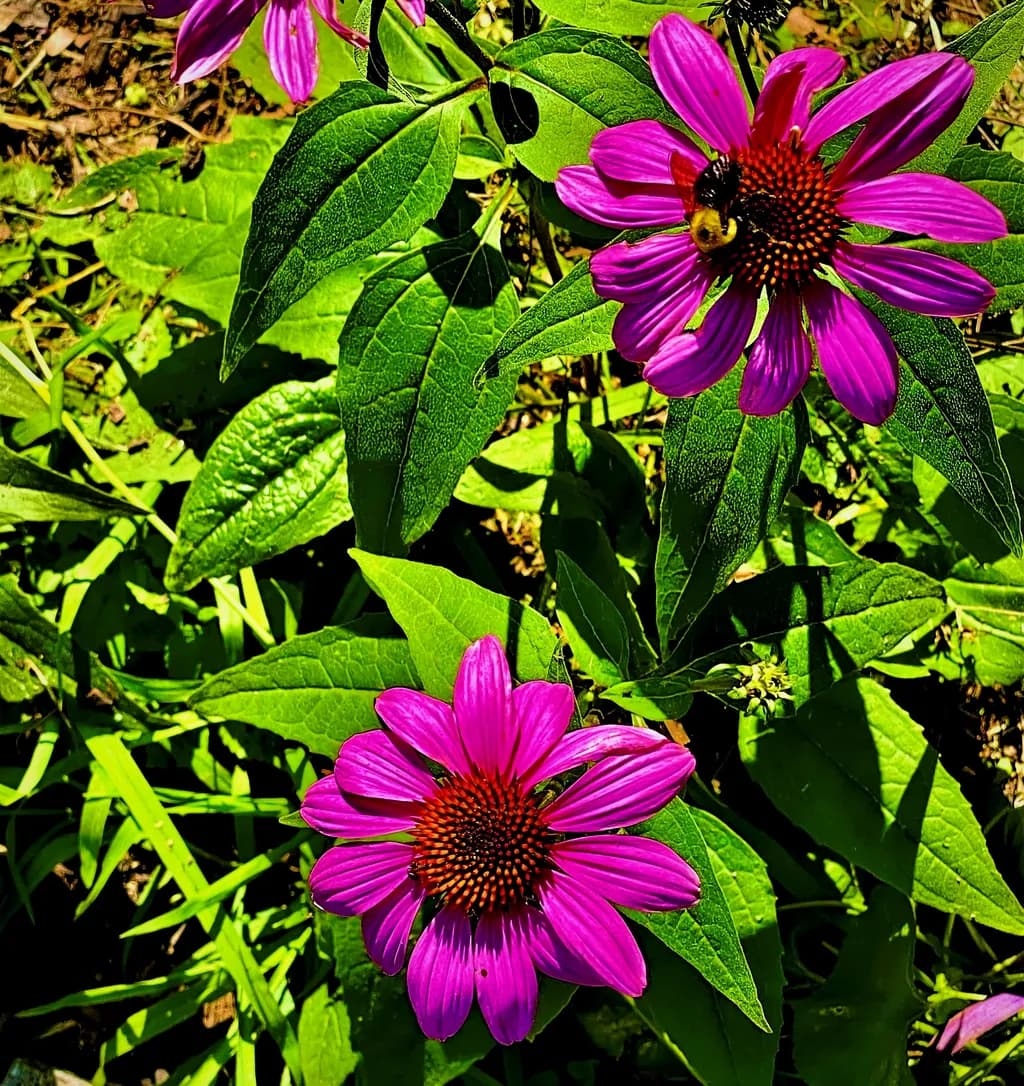 Purple Cones and a Bee