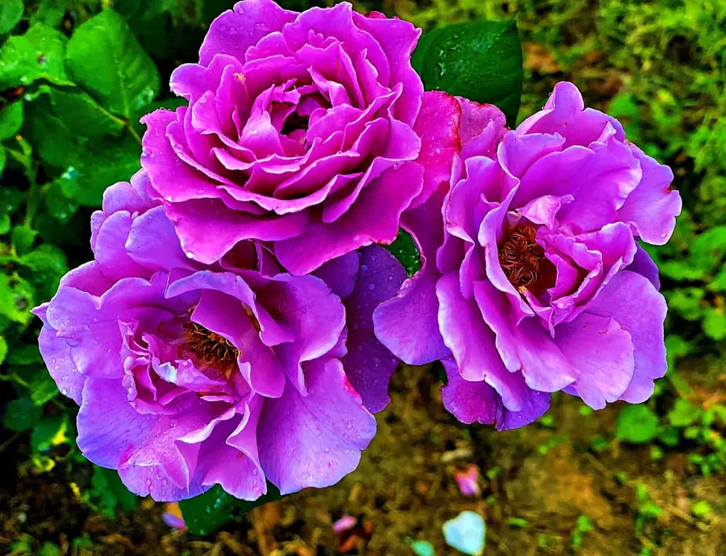 Ready for Purple