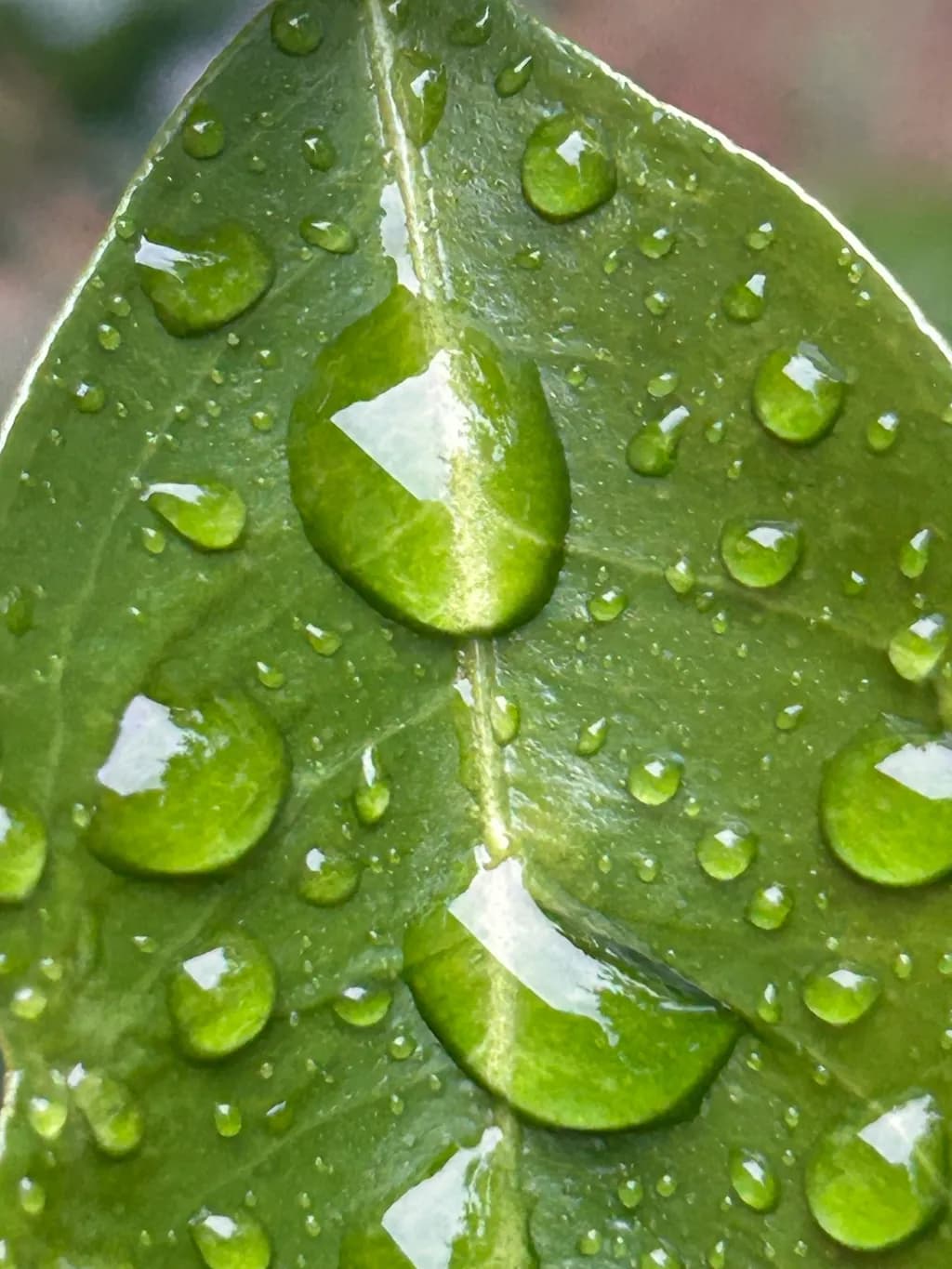 Dewy Leaf Detail