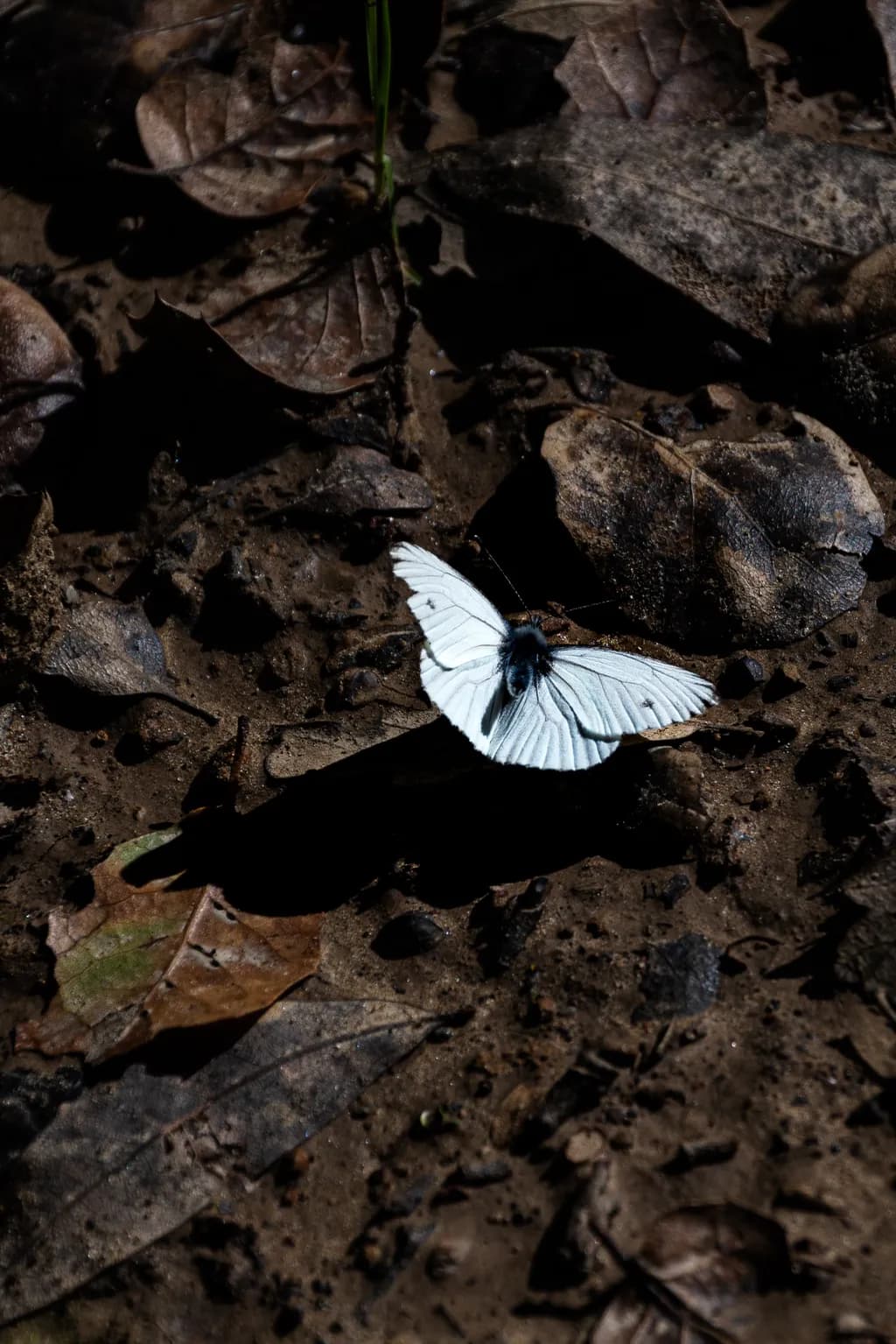 Butterfly on Leaves