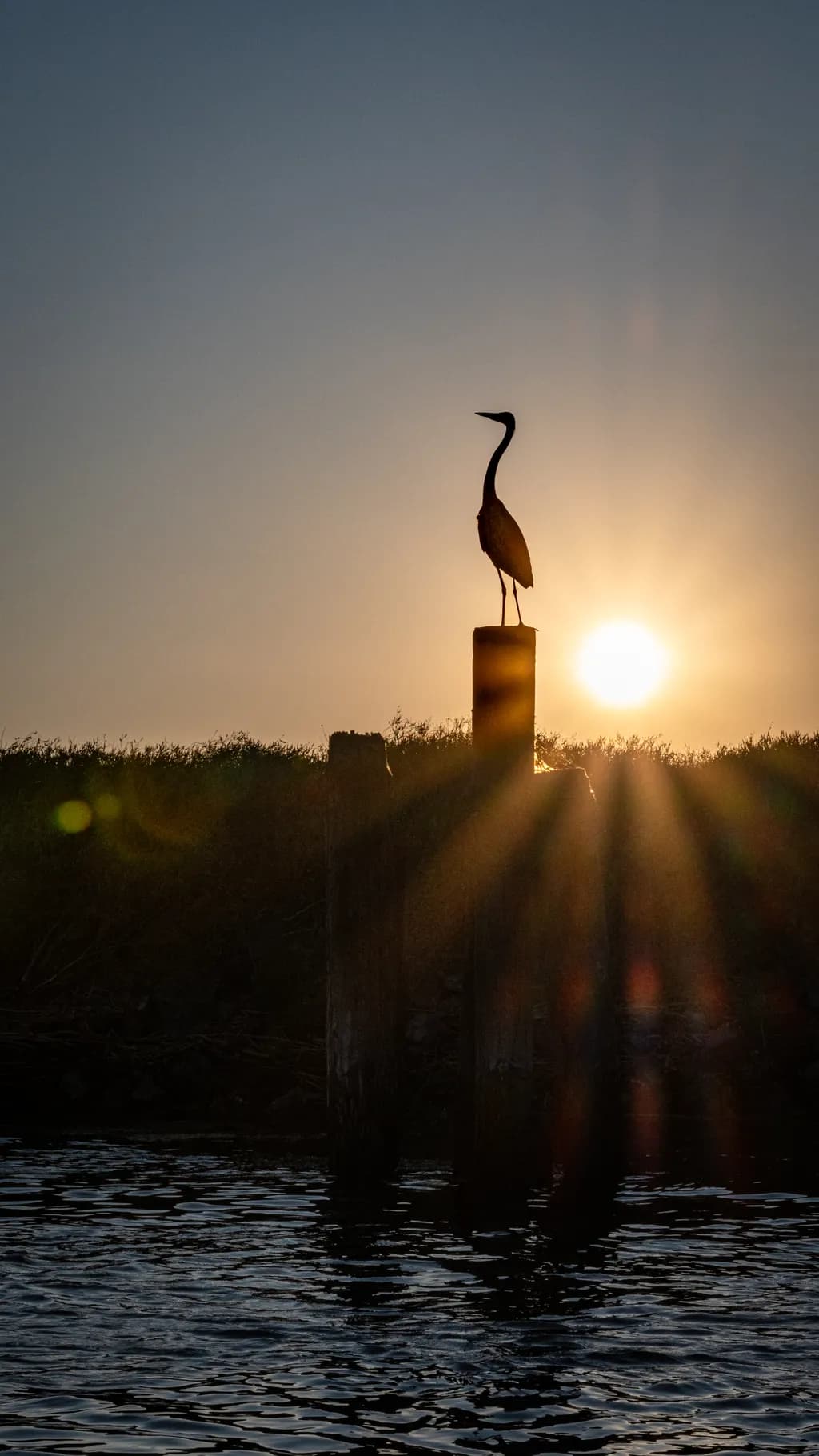 Sunrise Sentinel