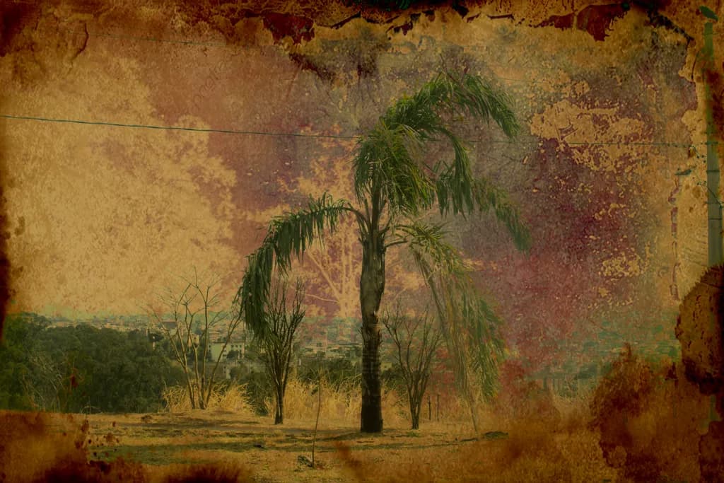 Fading Palms