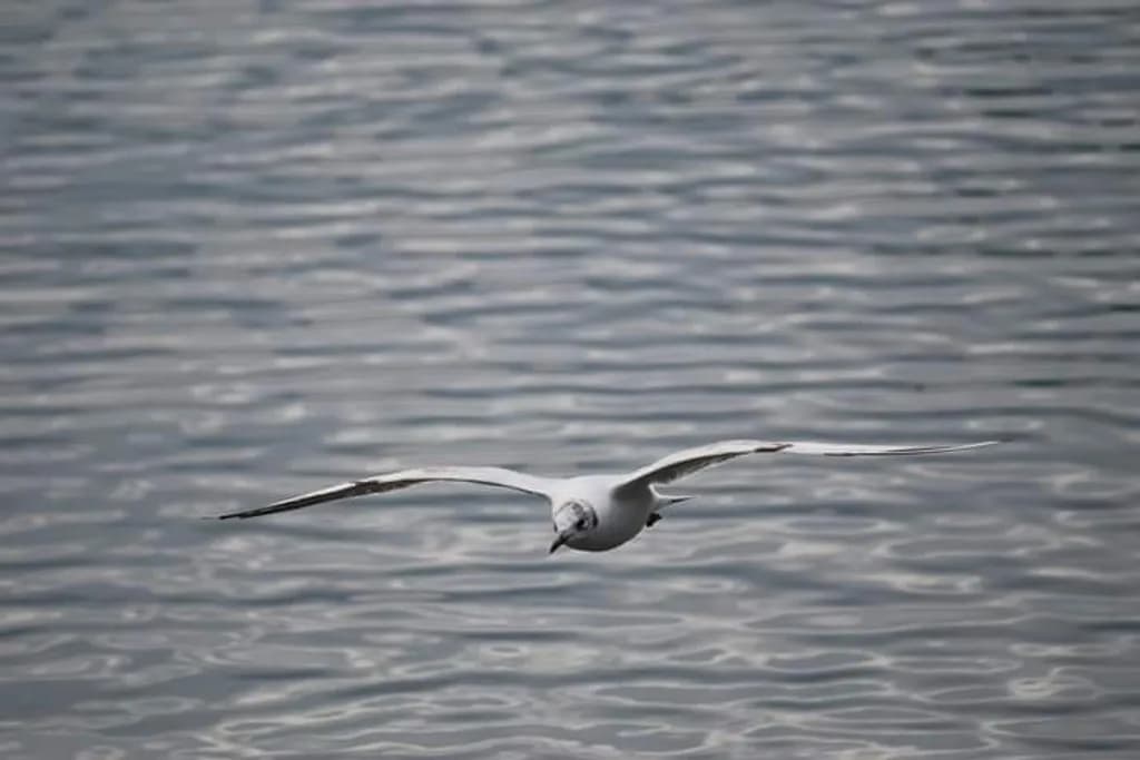 Silent Glide