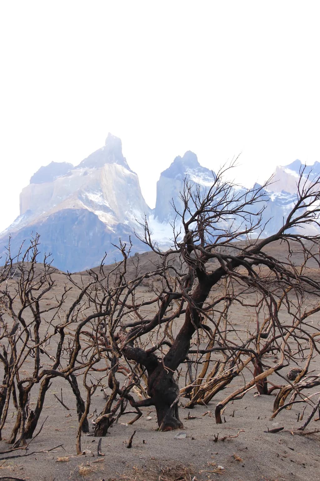 Desolate Trees