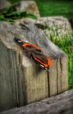 Butterfly on Timber