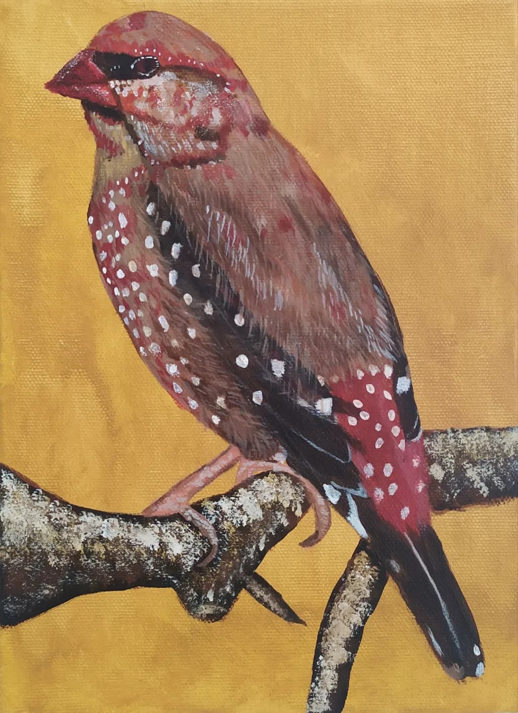 Spotted Finch