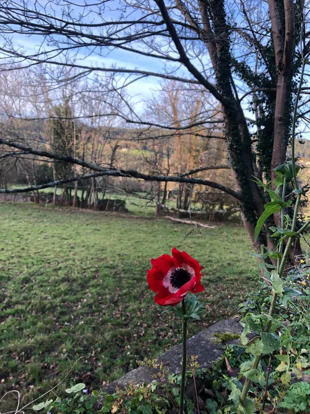 Red Poppy in Nature