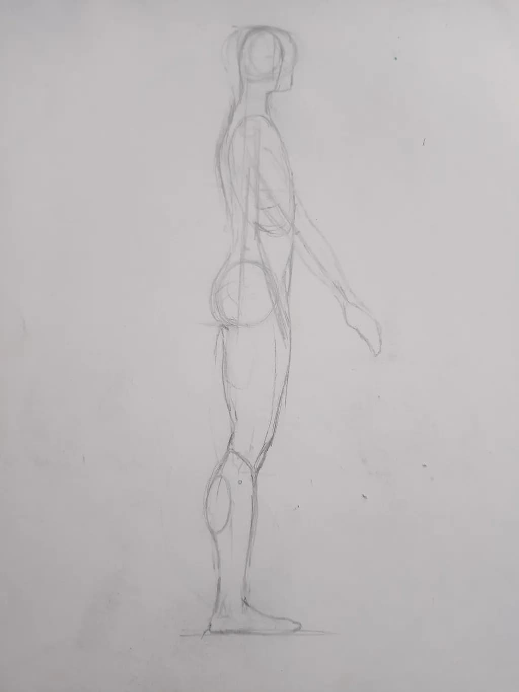 Anatomical Profile Sketch