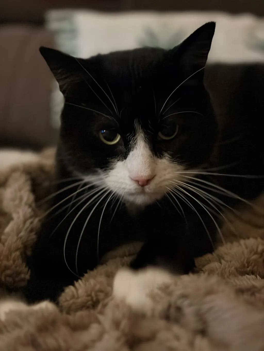 Pensive Paws