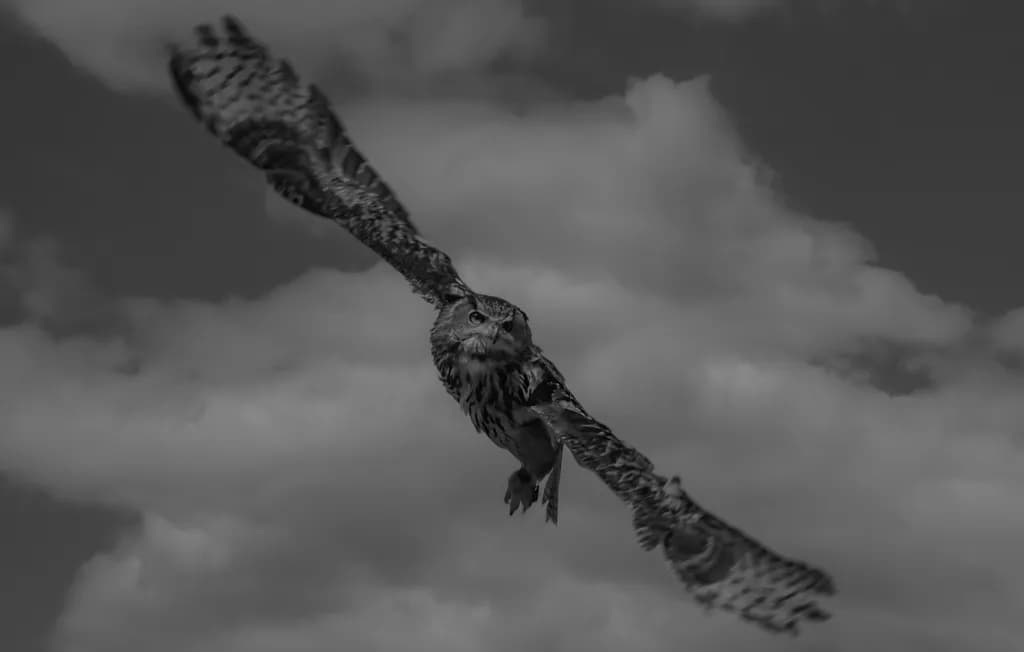 Soaring Flight