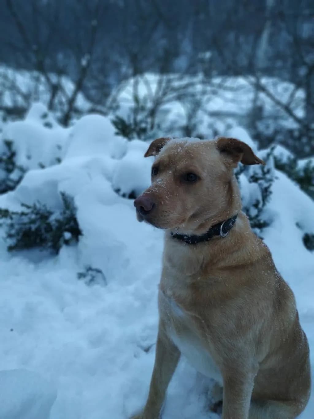 Snowy Companion
