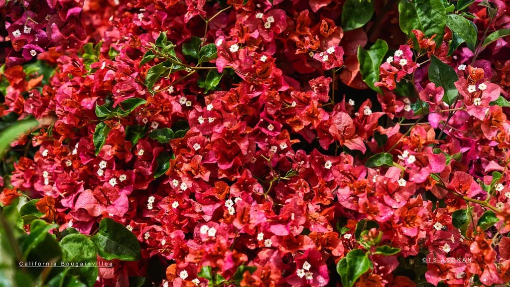 California Bougainvillea Glow