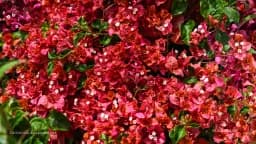 California Bougainvillea Glow