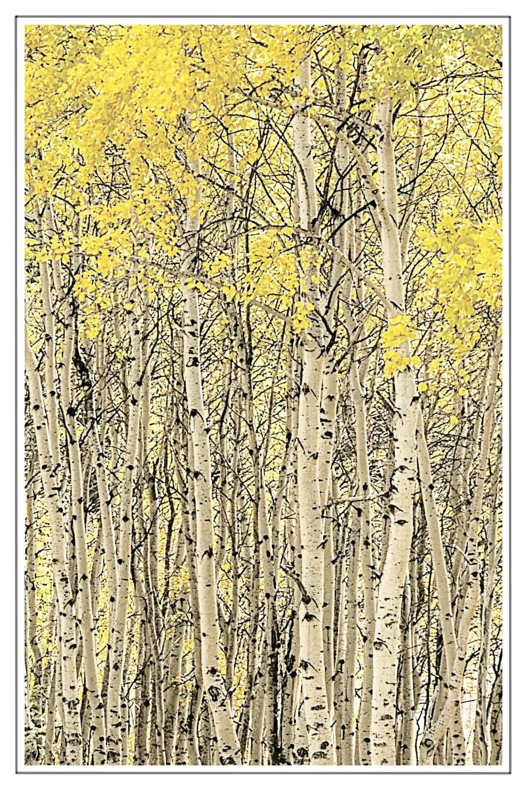 Aspen Autumn