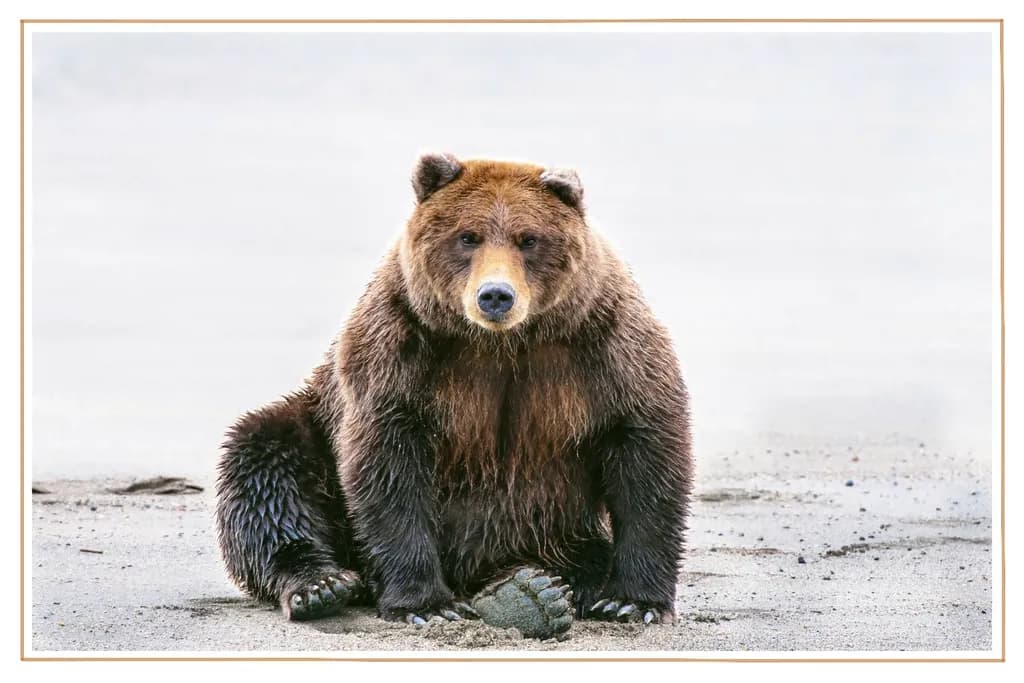 Alaskan Brown Bear