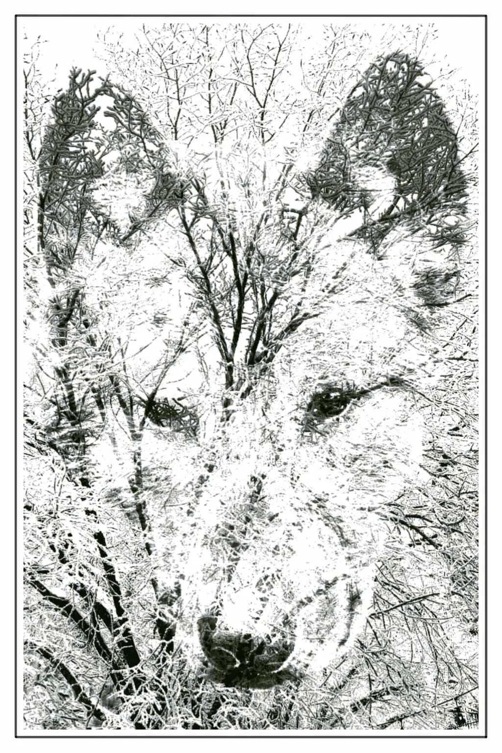 Ghostly Presence