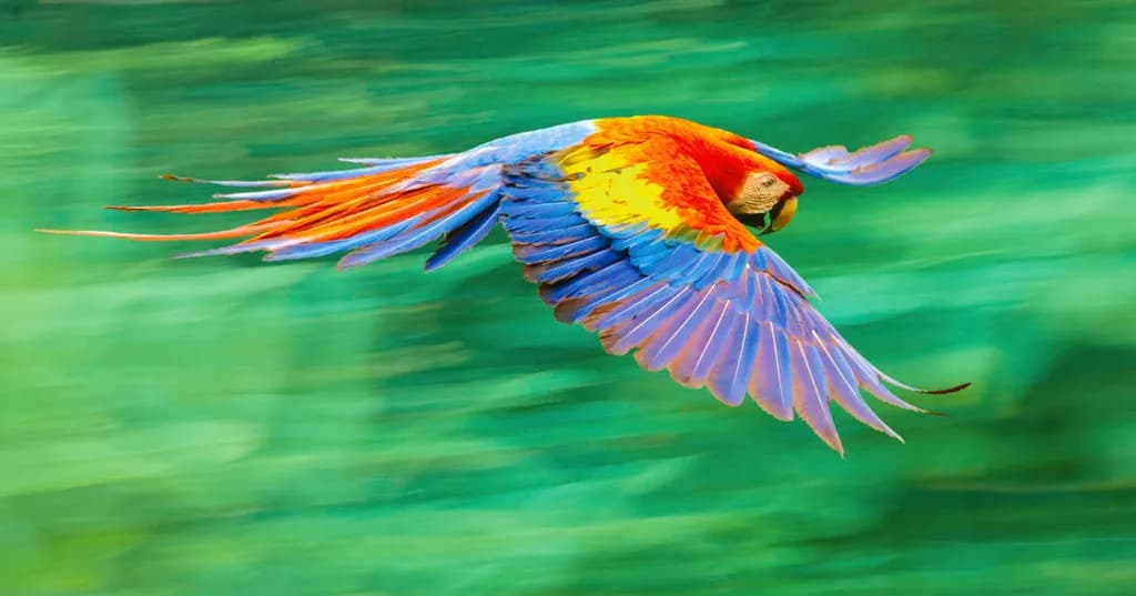 Winged Rainbow