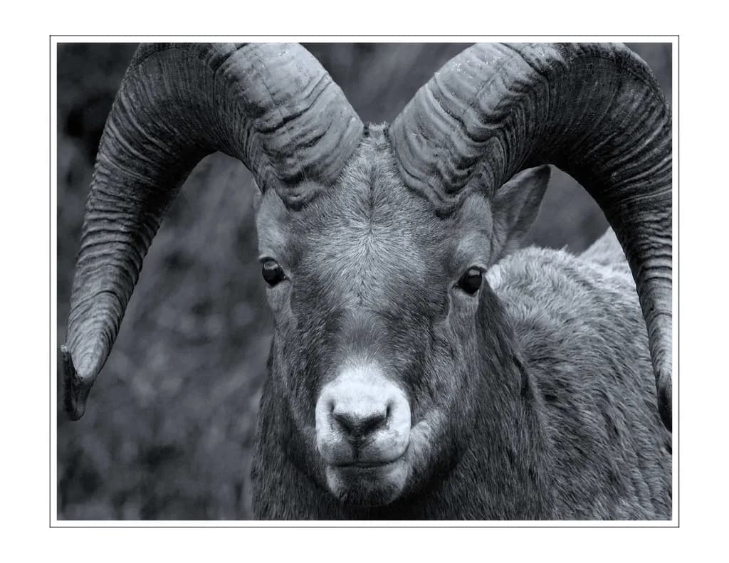 Big Horn Mountain Sheep