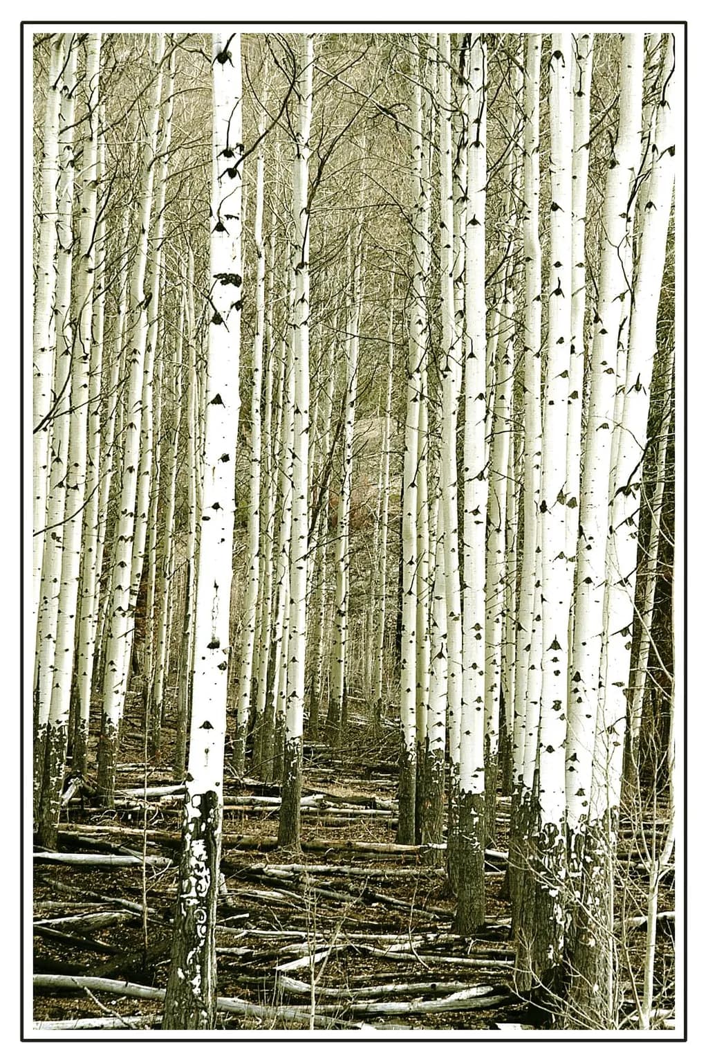 Aspen Serenity