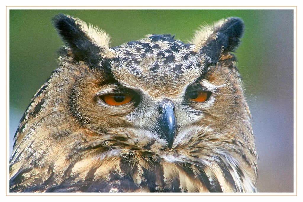 Eagle Owl Portrait