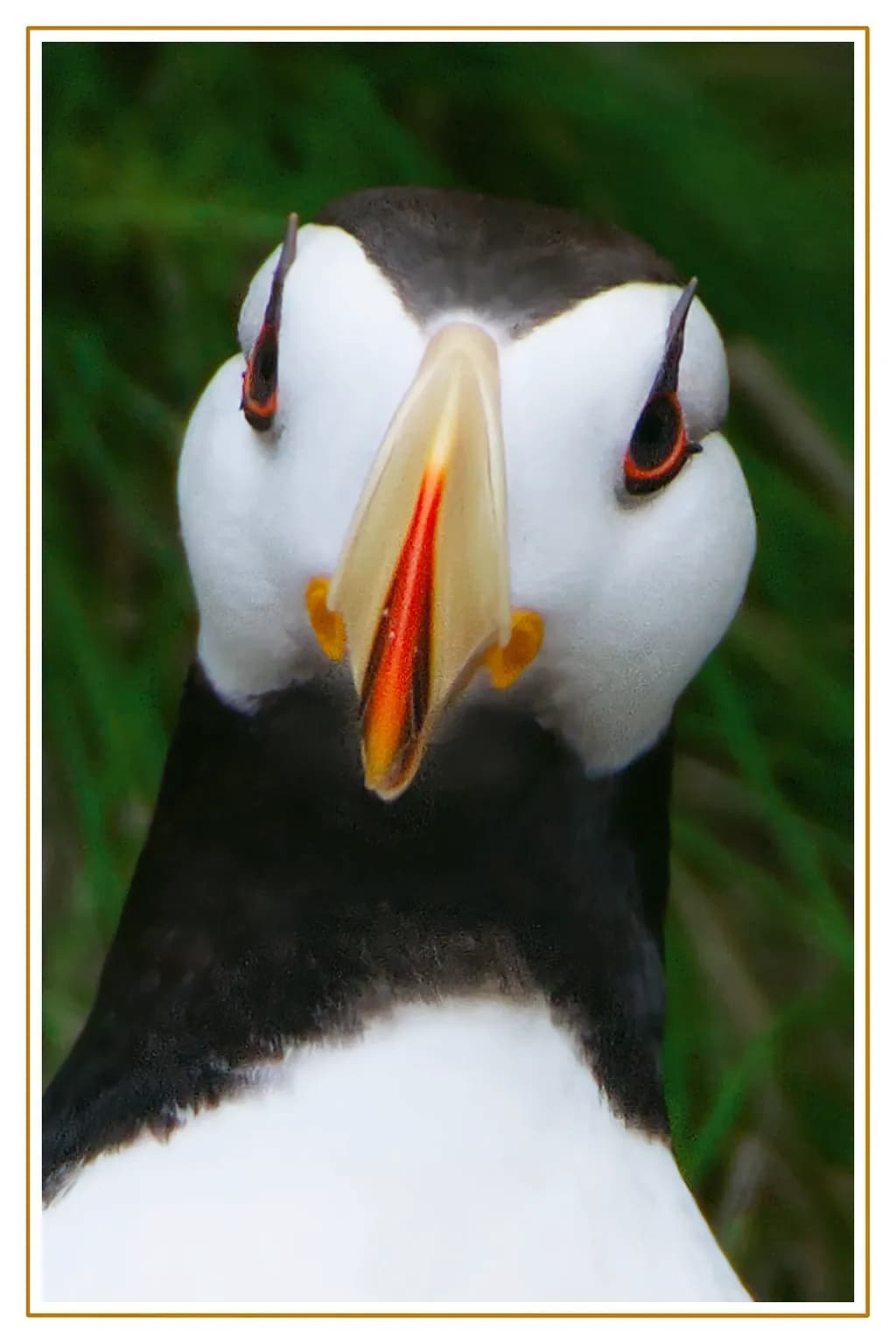 Puffin