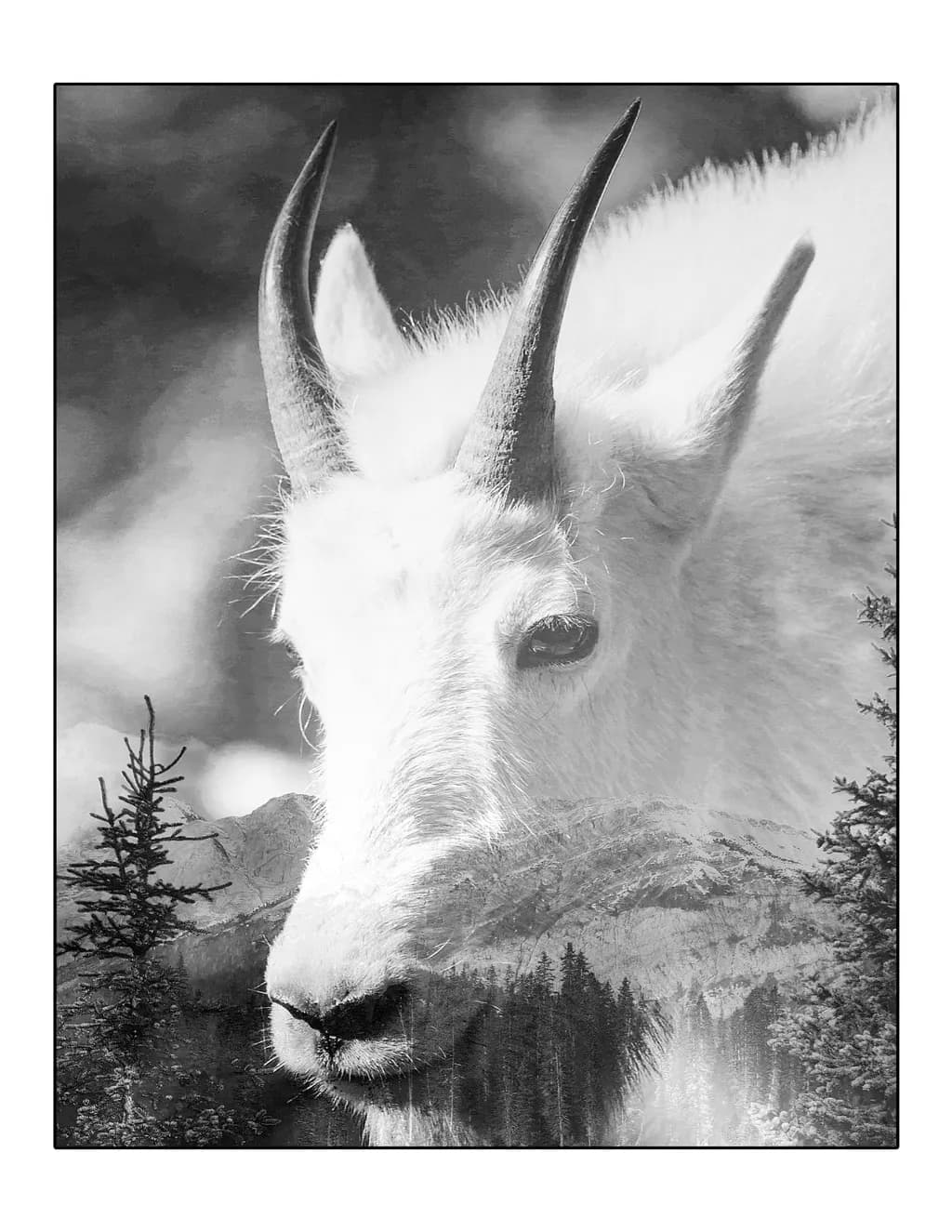 Rocky Mountain Goat
