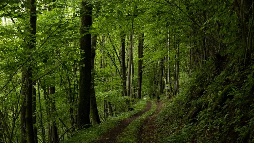 Forest Pathway