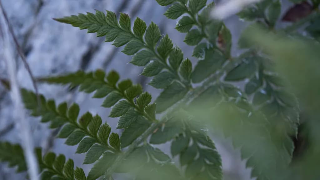 Fern Texture