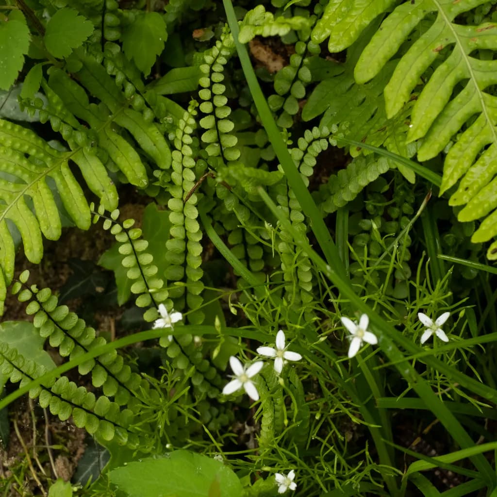 Forest Floor Harmony