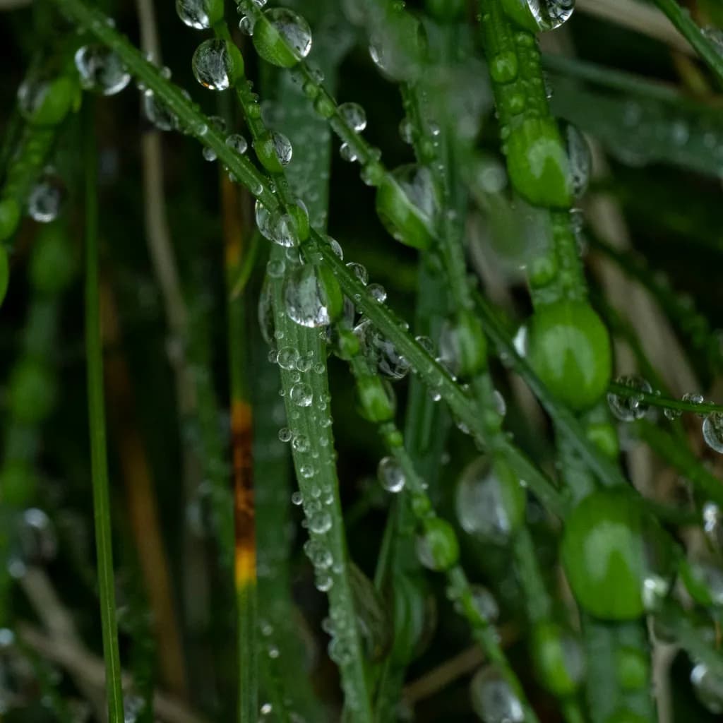 Droplet Veil