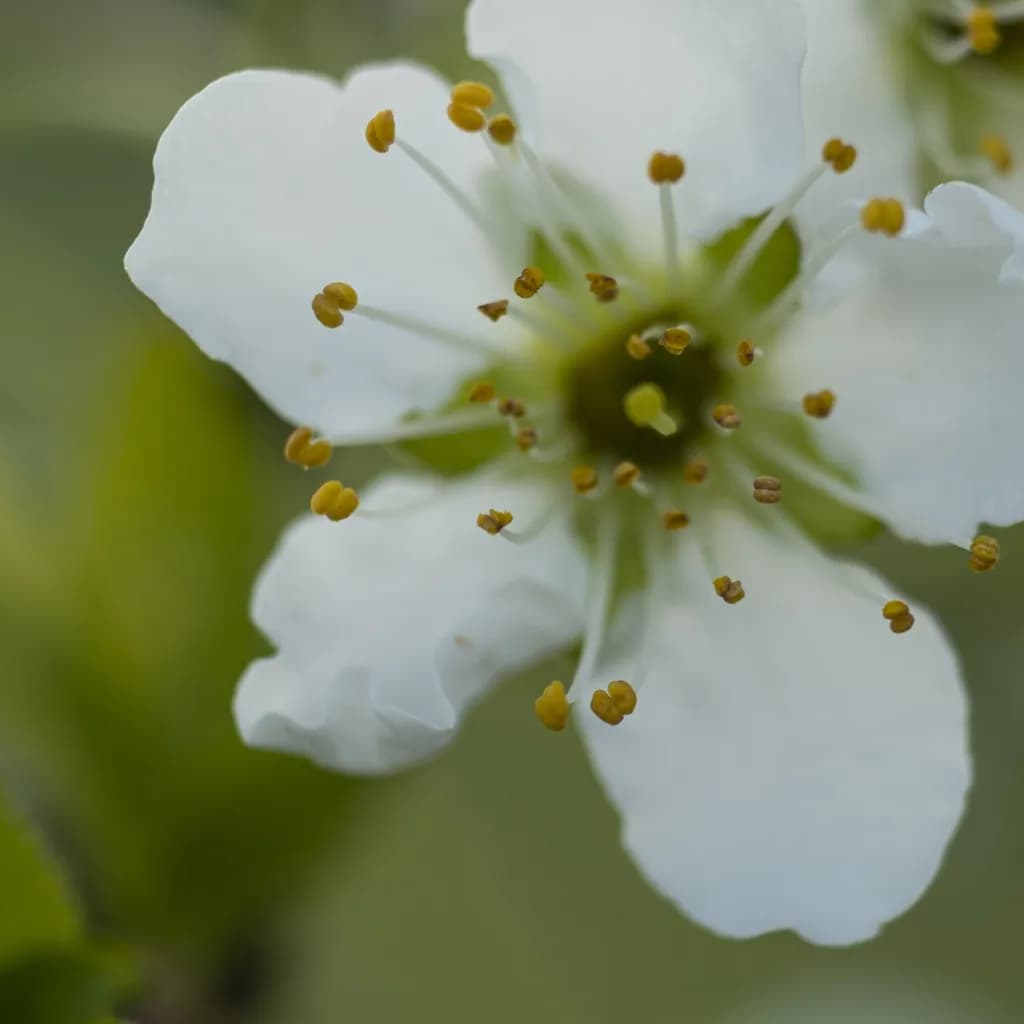 Pomlad Bloom